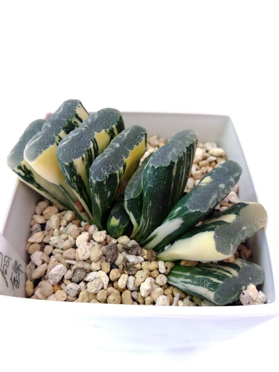 多肉植物　ハオルチア　玉扇錦　Ｂ_3