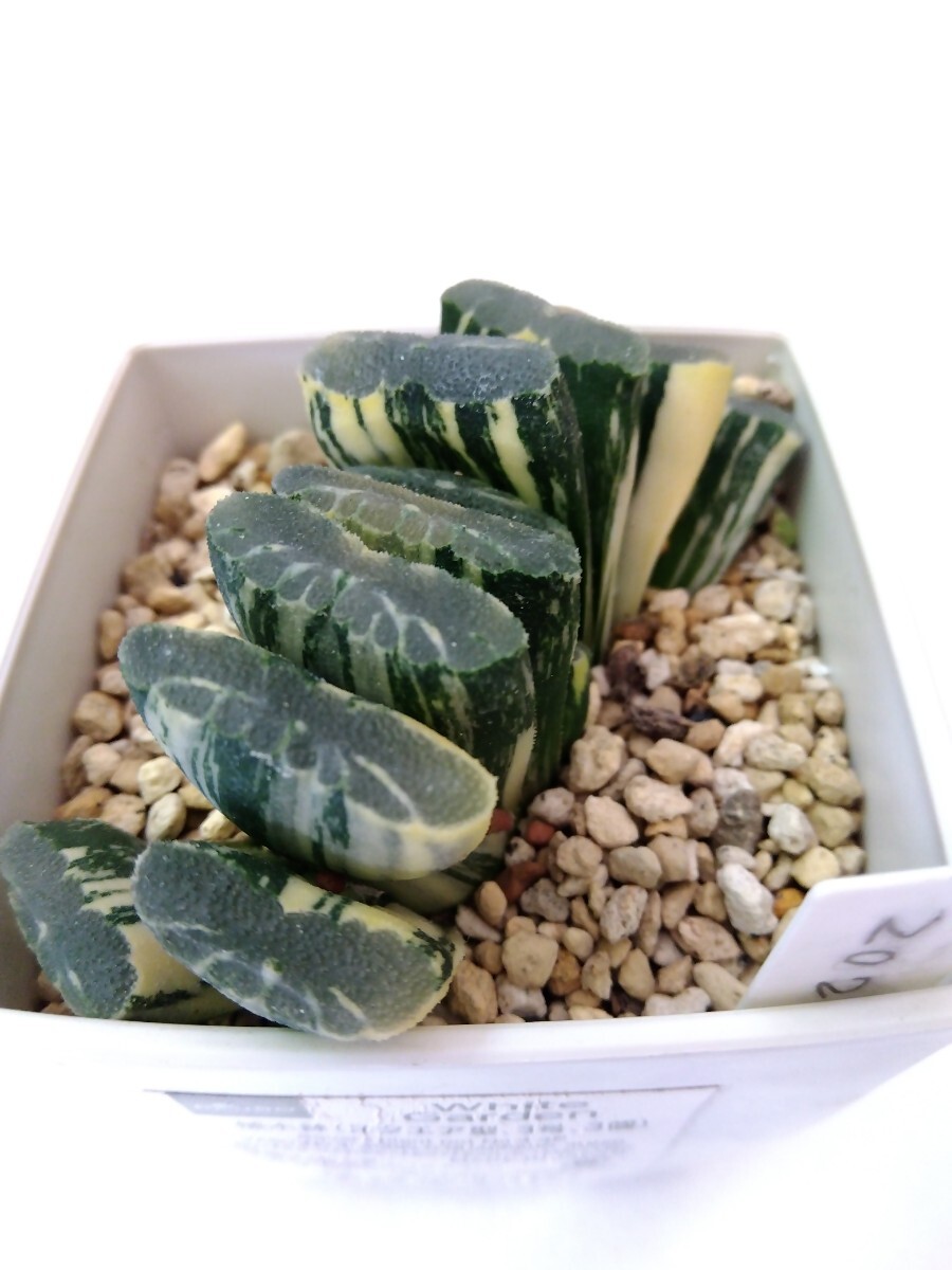 多肉植物　ハオルチア　玉扇錦　Ｂ_4