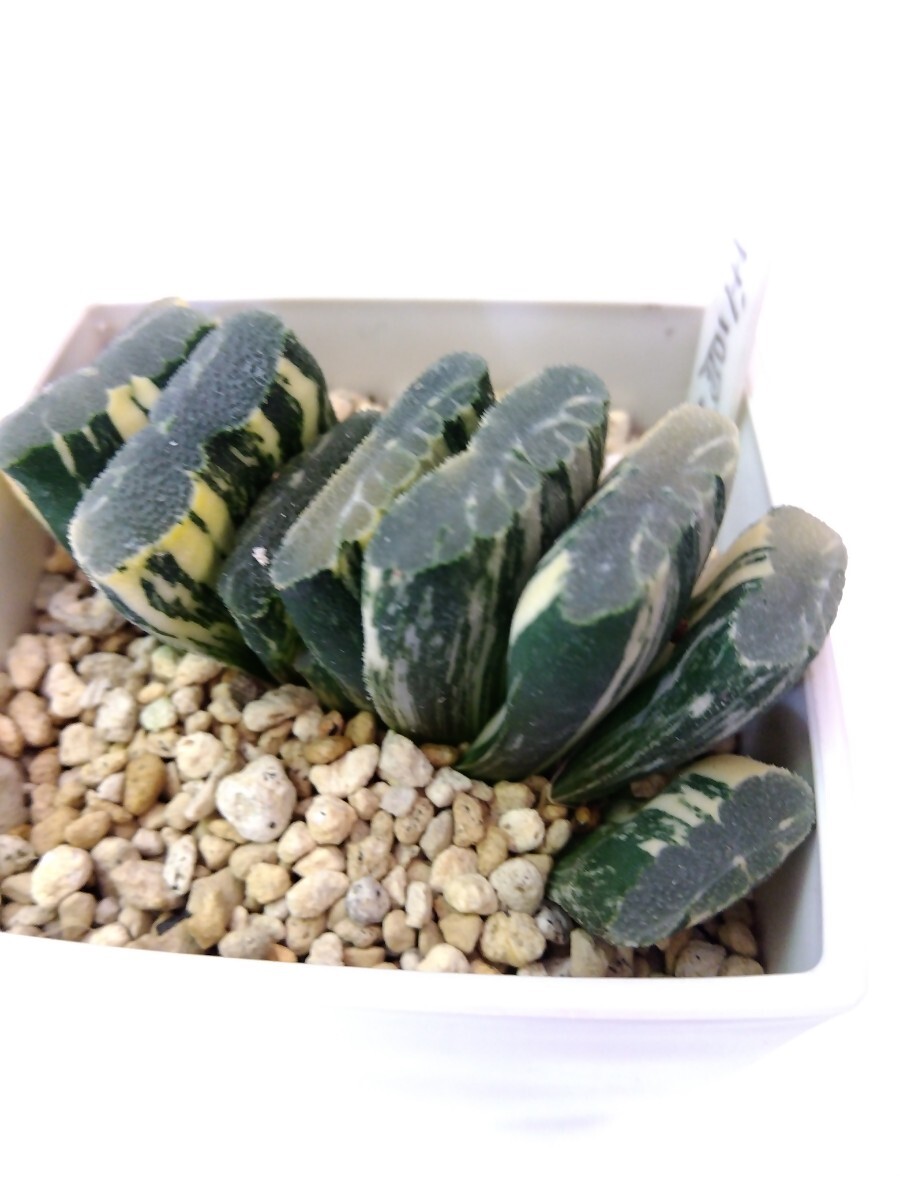 多肉植物　ハオルチア　玉扇錦　Ｂ_5