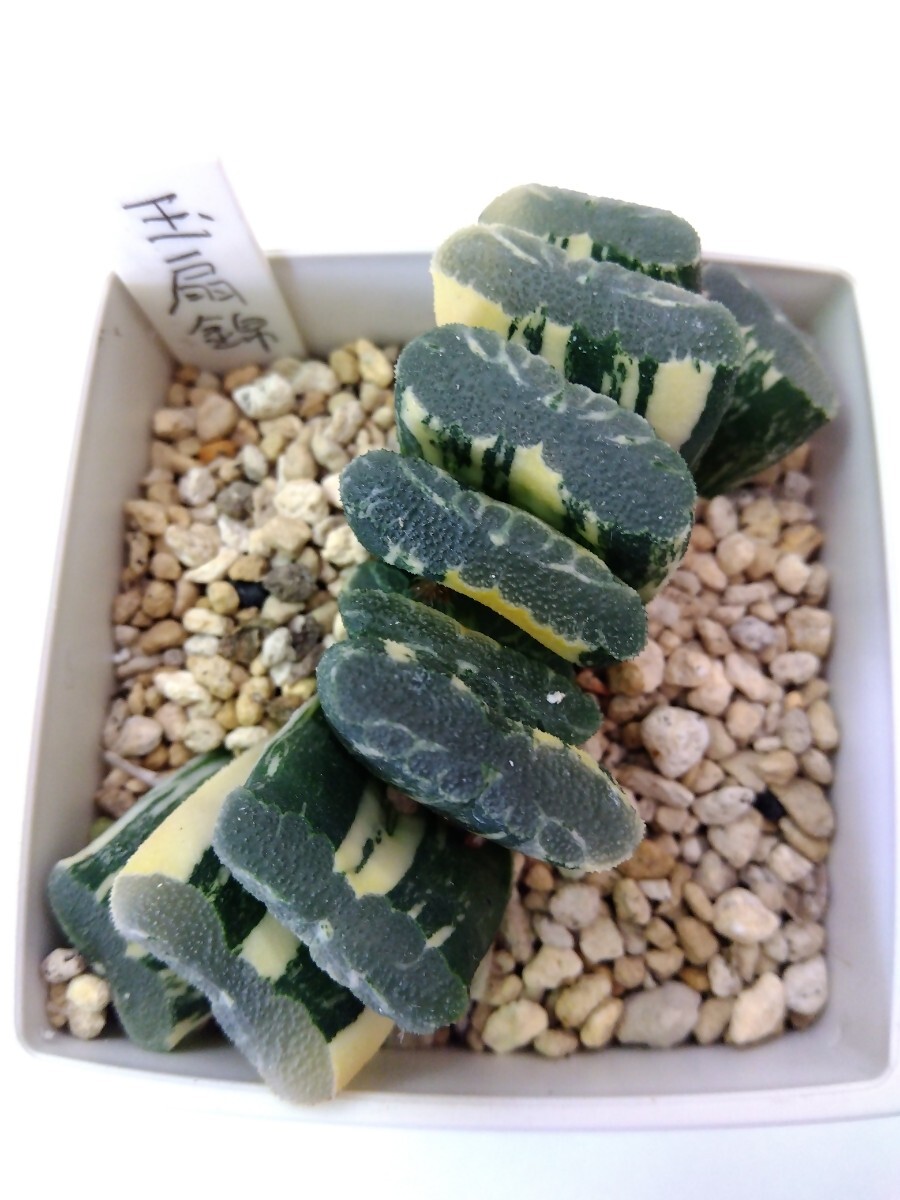 多肉植物　ハオルチア　玉扇錦　Ｂ_6