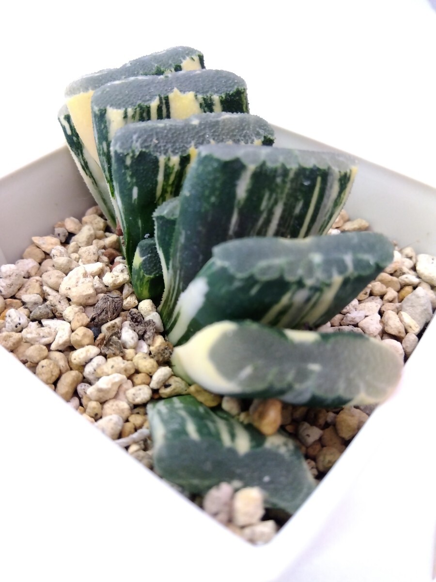 多肉植物　ハオルチア　玉扇錦　Ｂ_7