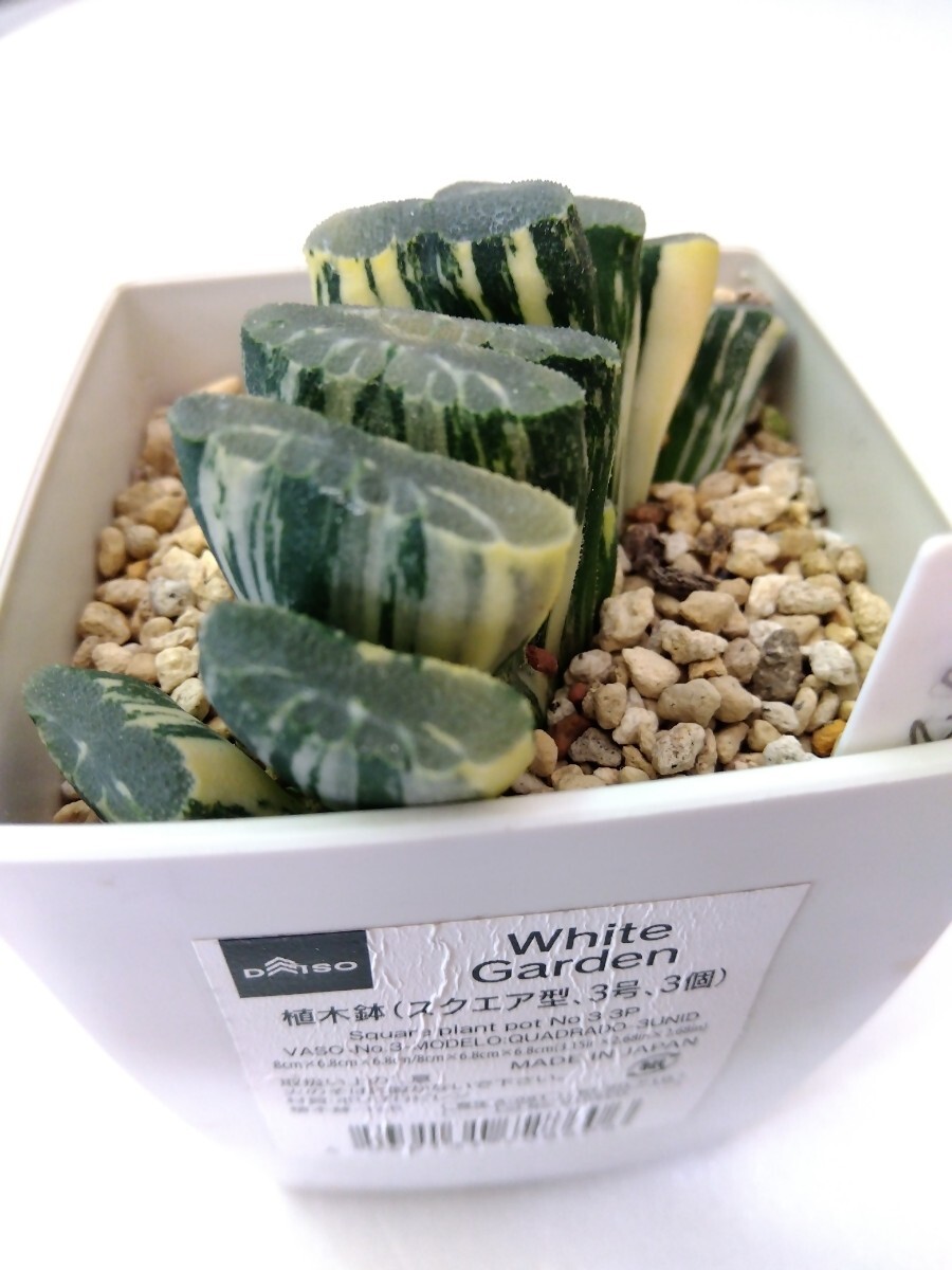 多肉植物　ハオルチア　玉扇錦　Ｂ_8