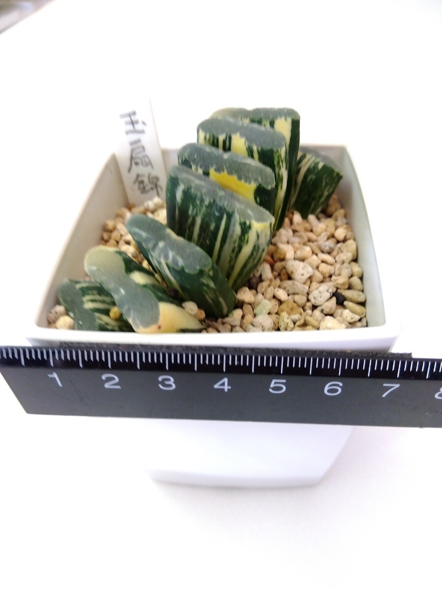 多肉植物　ハオルチア　玉扇錦　Ｂ_9