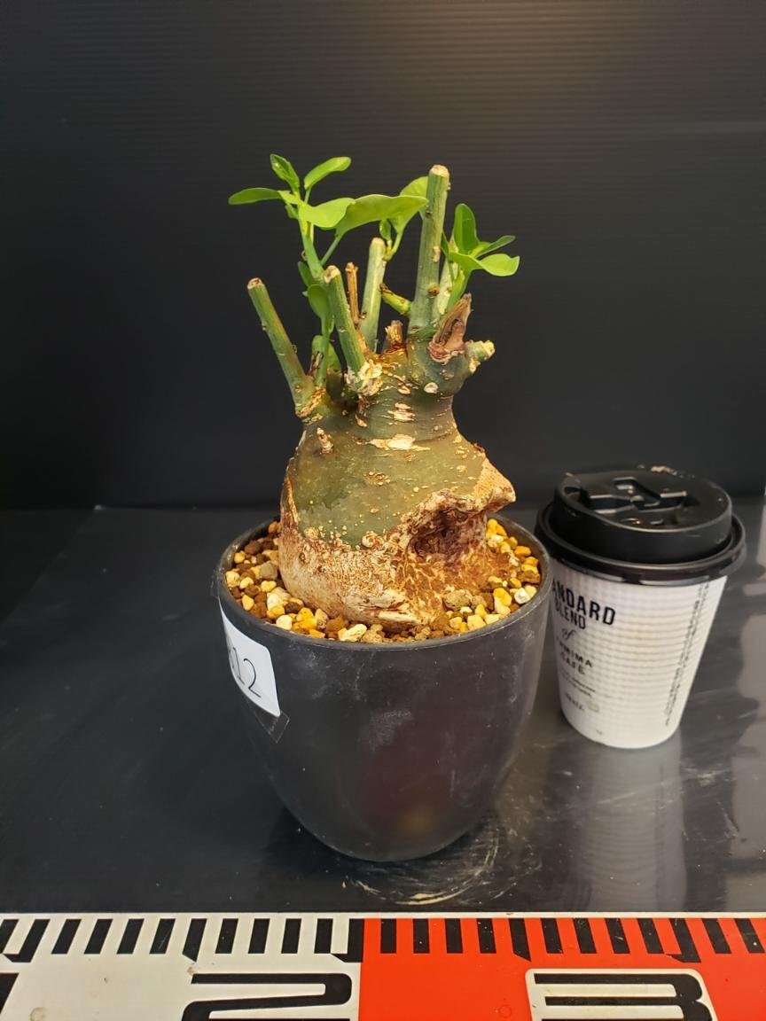 まん丸良型 Adenia spinosa-アデニア・スピノーサ 発根済み spinosa