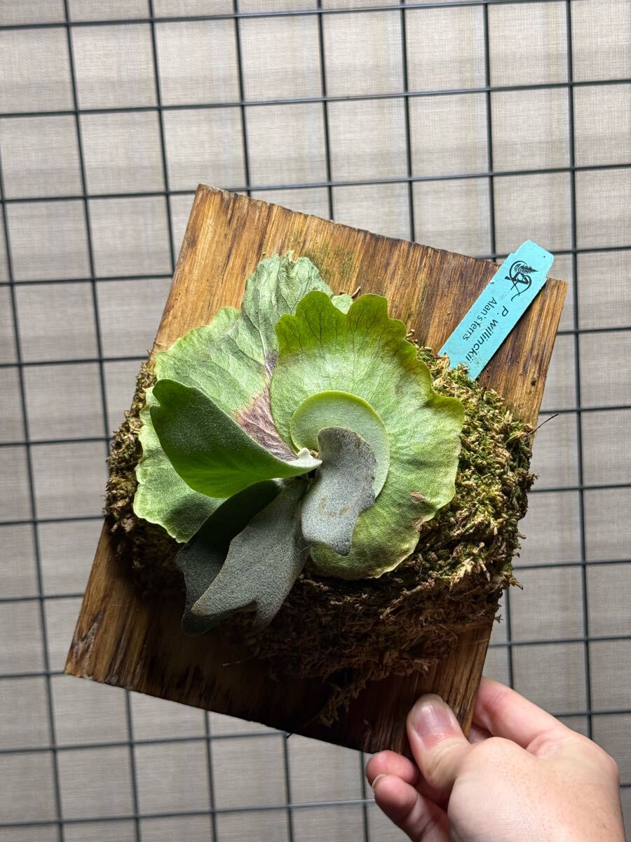 得価，低価 P willinckii 妖妃 OC ビカクシダ ウィリンキー(ビカクシダ、コウモリラン)｜売買されたオークション情報、yahooの商品情報をアーカイブ公開 - オークファン ビカクシダ、コウモリラン