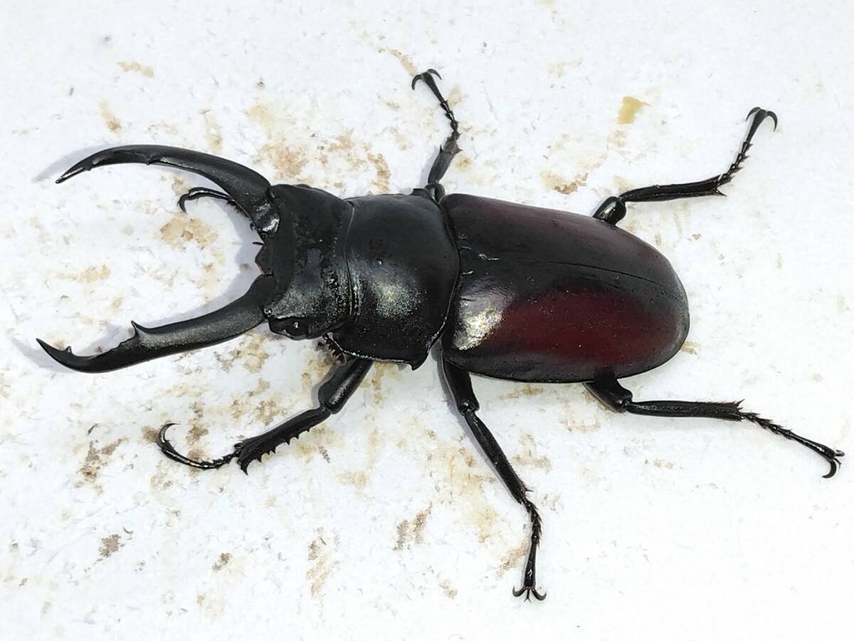 ドンキエル（赤ドンキ）♂２♀１・・３_1