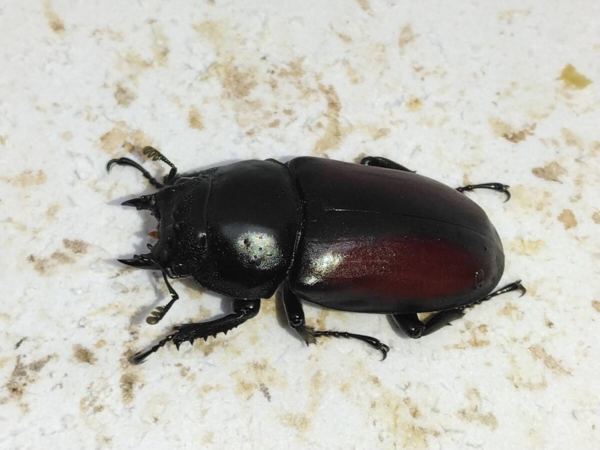 ドンキエル（赤ドンキ）♂２♀１・・３_3