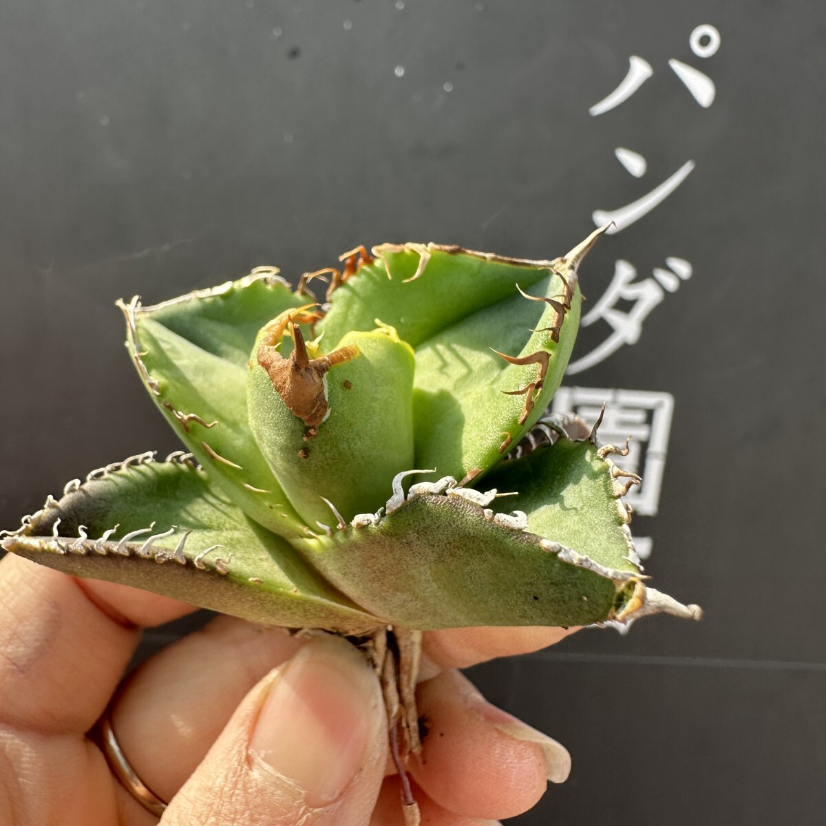 アガベ 星空 子株 観葉植物 アガベチタノタ 星空 子株