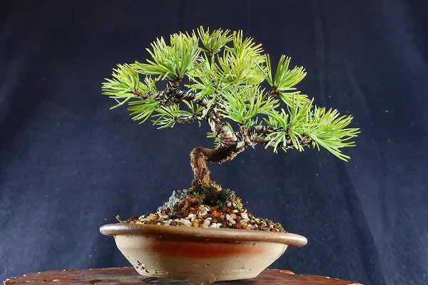 盆栽＜小品盆栽、赤石五葉松、模様木(石かみ、竜眼石))樹高12,5cm＞棚