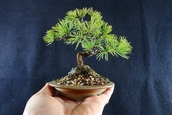 盆栽＜小品盆栽、赤石五葉松、模様木(石かみ、竜眼石))樹高12,5cm＞棚