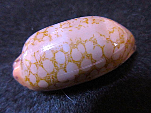 アミメダカラ貝殻貝標本カニ図鑑オブジェ骨格骨董ウニサメ化石鉱石インテリア学術標本美術モチーフアクアリウムかわいい熱帯魚剥製昆虫_1