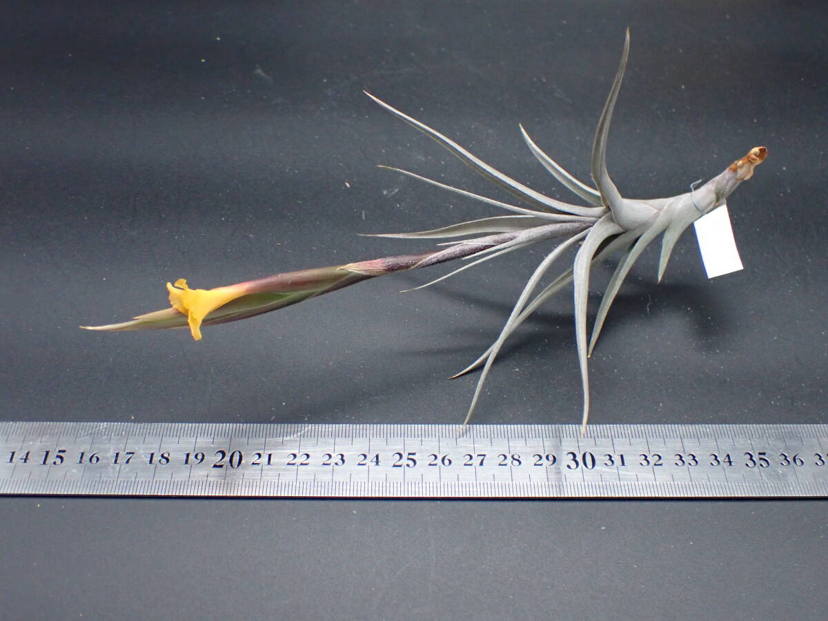 Tillandsia erici x T.diaguitensis チランジア・エリシー x ディア
