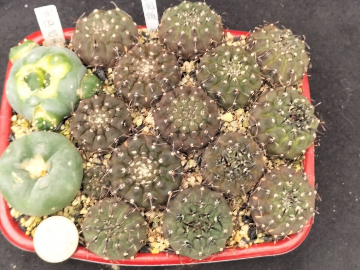 黒刺鳳頭　13本　実生　銀冠玉はおまけ　サボテン_1