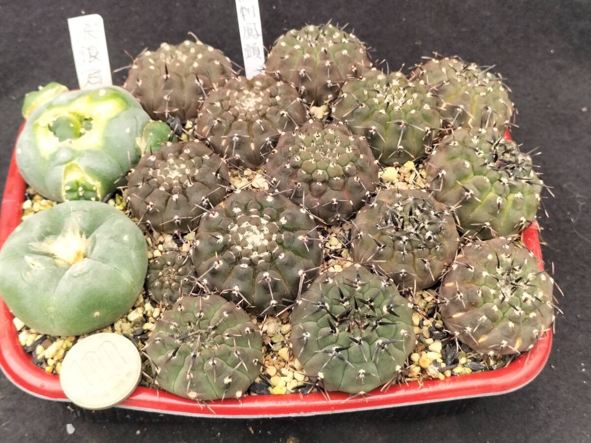 黒刺鳳頭　13本　実生　銀冠玉はおまけ　サボテン_2