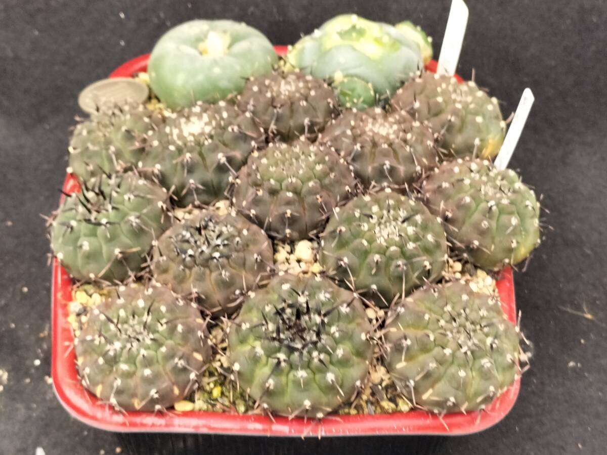 黒刺鳳頭　13本　実生　銀冠玉はおまけ　サボテン_3