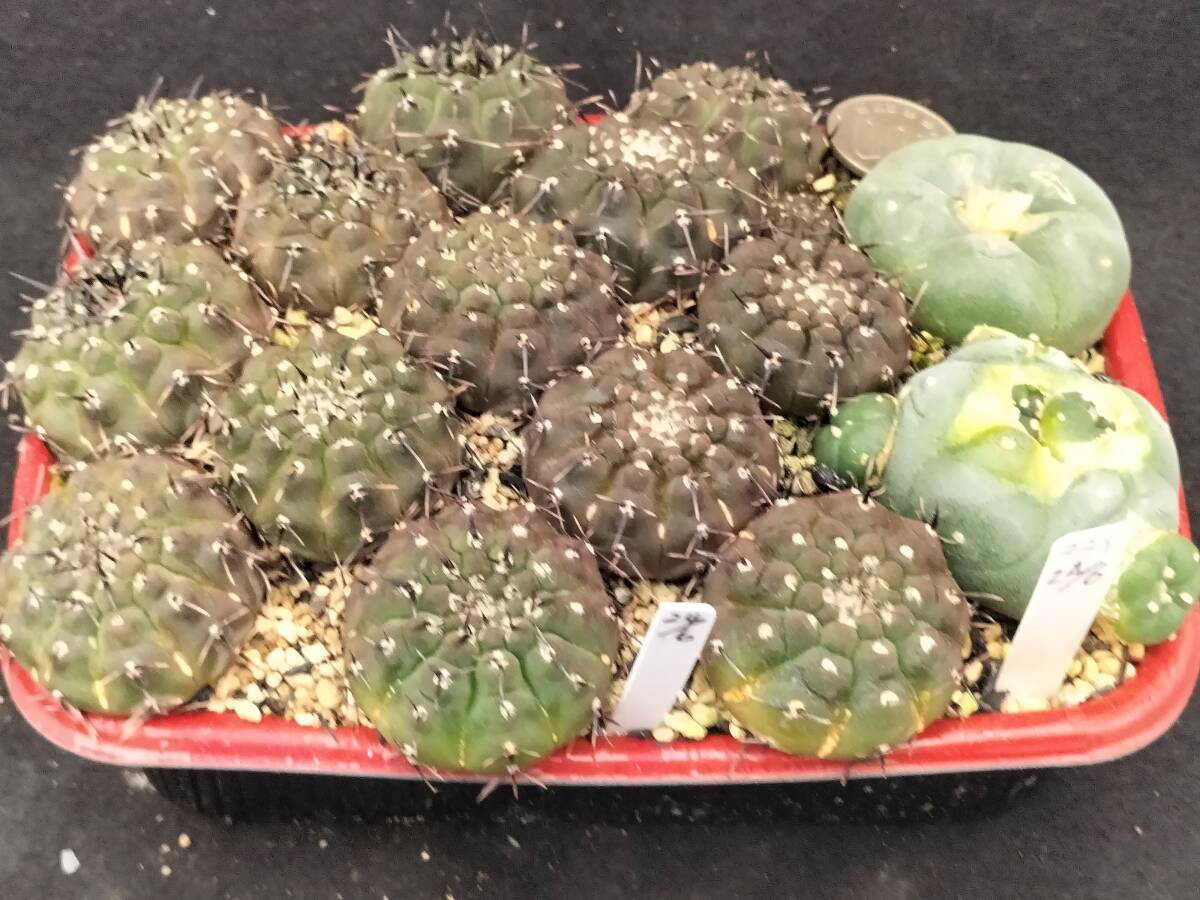 黒刺鳳頭　13本　実生　銀冠玉はおまけ　サボテン_4