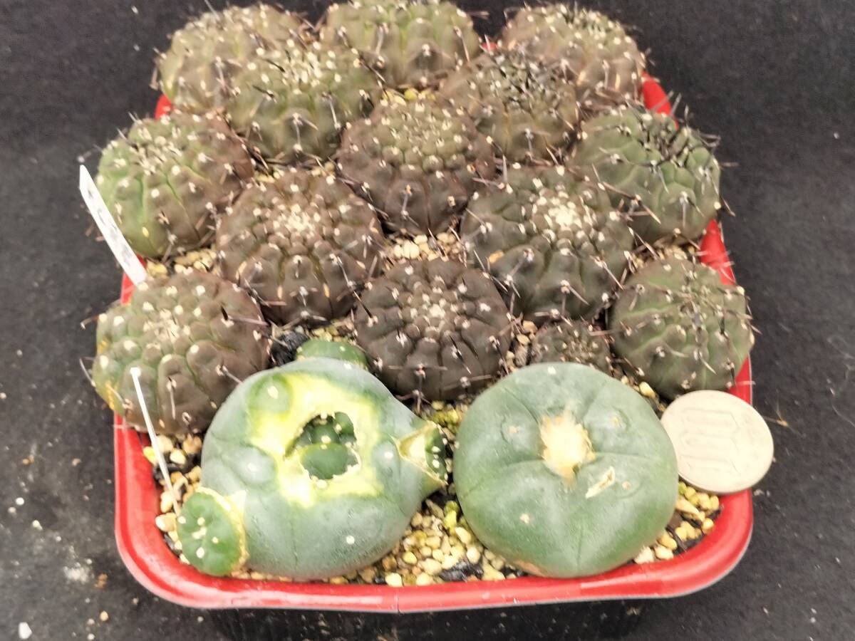 黒刺鳳頭　13本　実生　銀冠玉はおまけ　サボテン_5