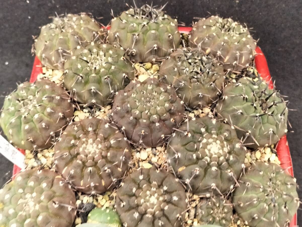 黒刺鳳頭　13本　実生　銀冠玉はおまけ　サボテン_6