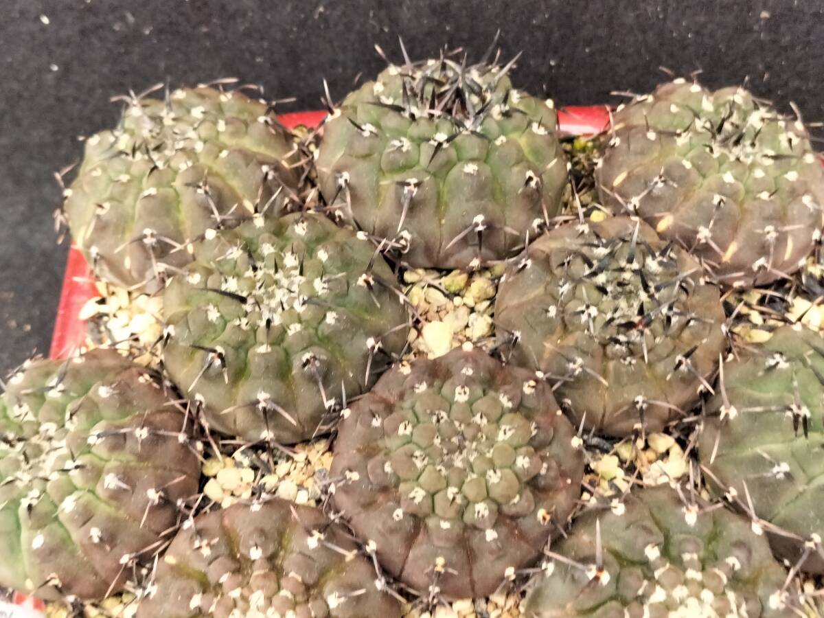 黒刺鳳頭　13本　実生　銀冠玉はおまけ　サボテン_7