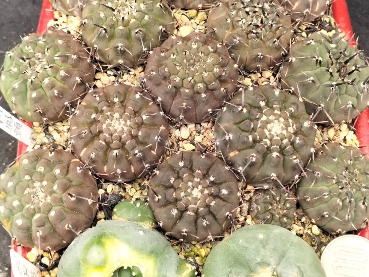 黒刺鳳頭　13本　実生　銀冠玉はおまけ　サボテン_8