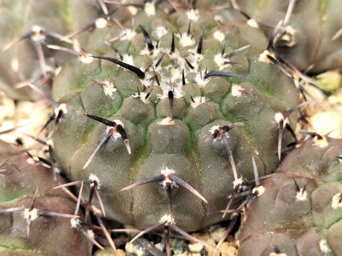 黒刺鳳頭　13本　実生　銀冠玉はおまけ　サボテン_9