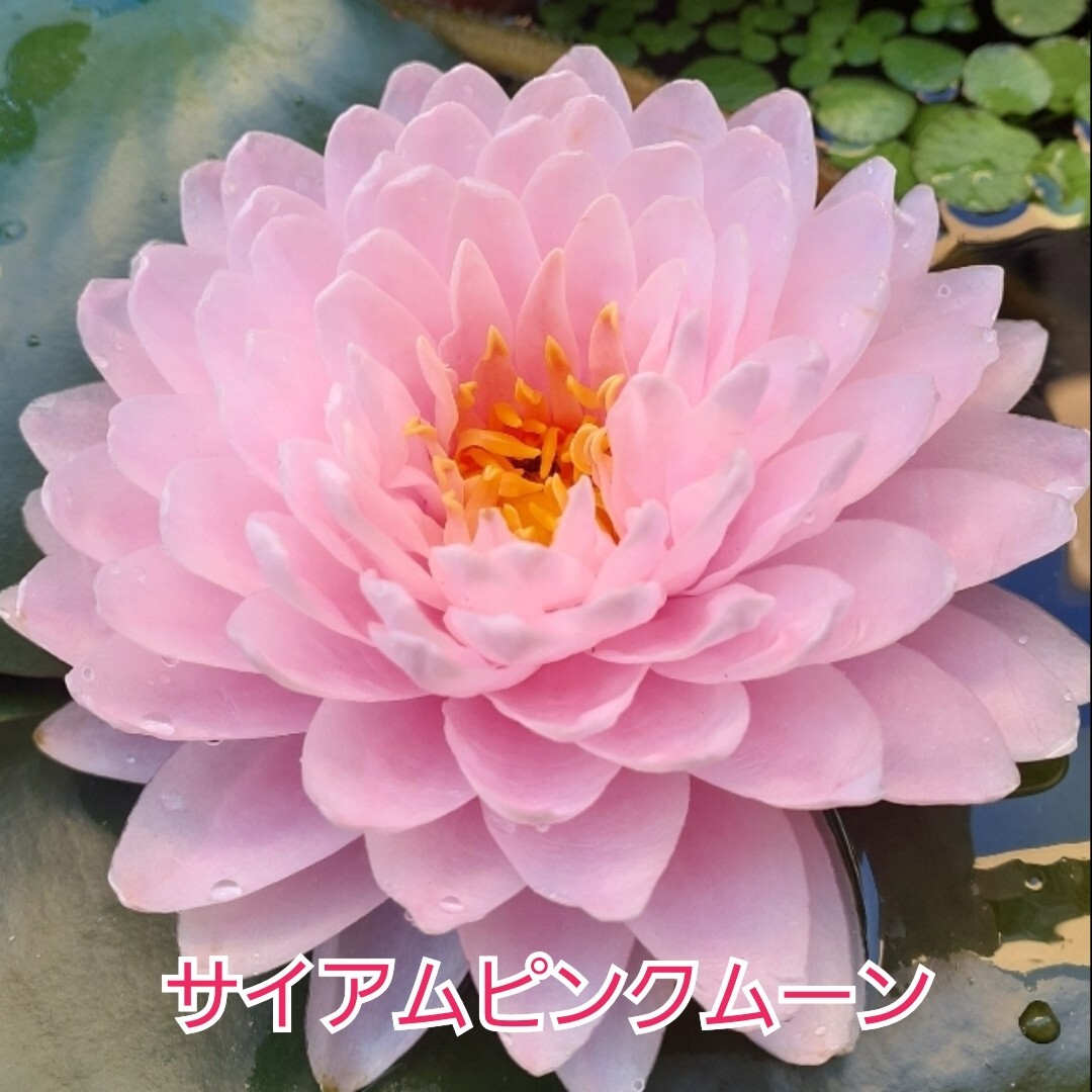 ☆ サイアムピンクムーン　耐寒性睡蓮　温帯睡蓮　スイレン　根茎　１苗_1