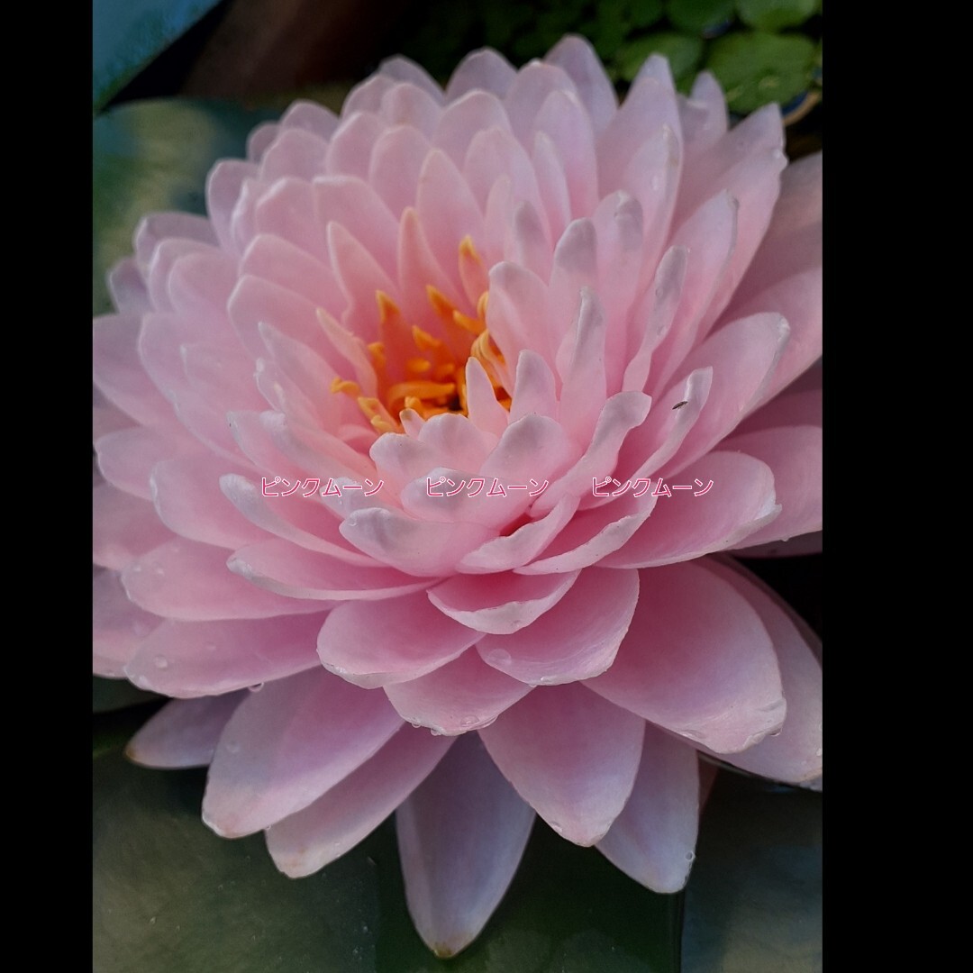 ☆ サイアムピンクムーン　耐寒性睡蓮　温帯睡蓮　スイレン　根茎　１苗_2