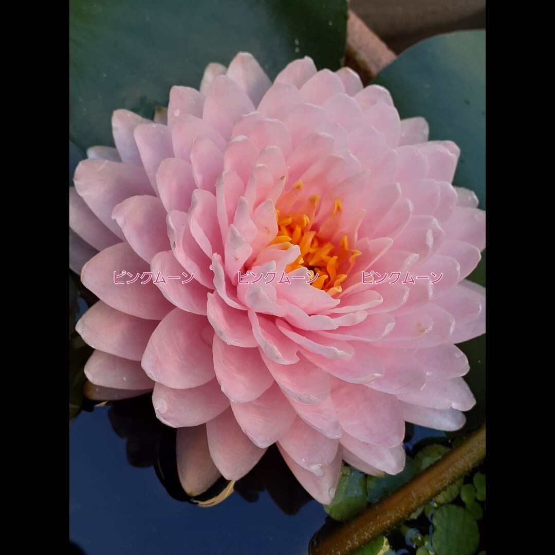 ☆ サイアムピンクムーン　耐寒性睡蓮　温帯睡蓮　スイレン　根茎　１苗_3