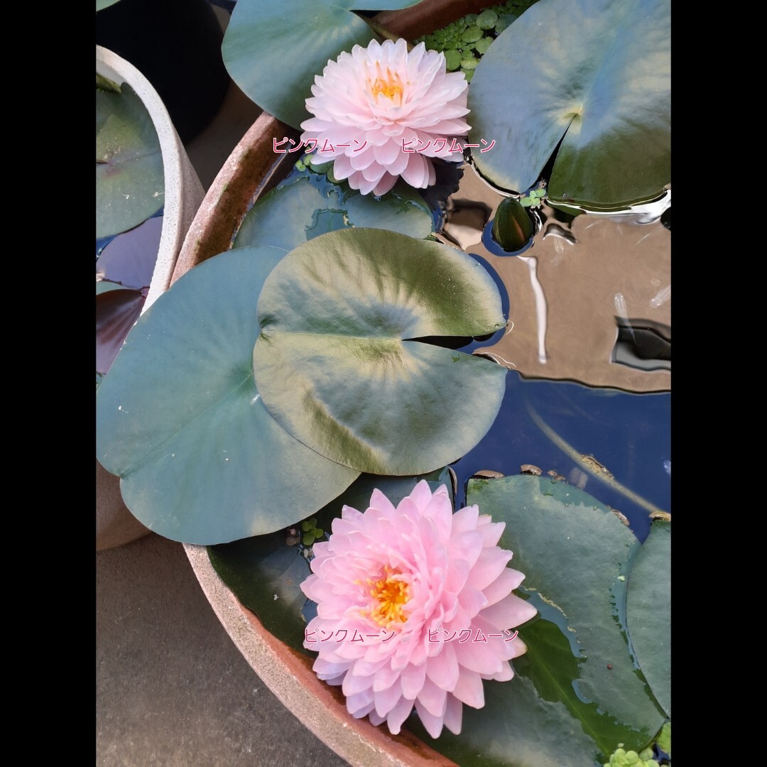 ☆ サイアムピンクムーン　耐寒性睡蓮　温帯睡蓮　スイレン　根茎　１苗_4