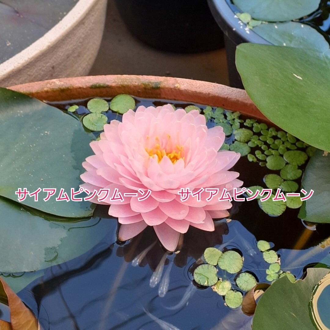 ☆ サイアムピンクムーン　耐寒性睡蓮　温帯睡蓮　スイレン　根茎　１苗_5