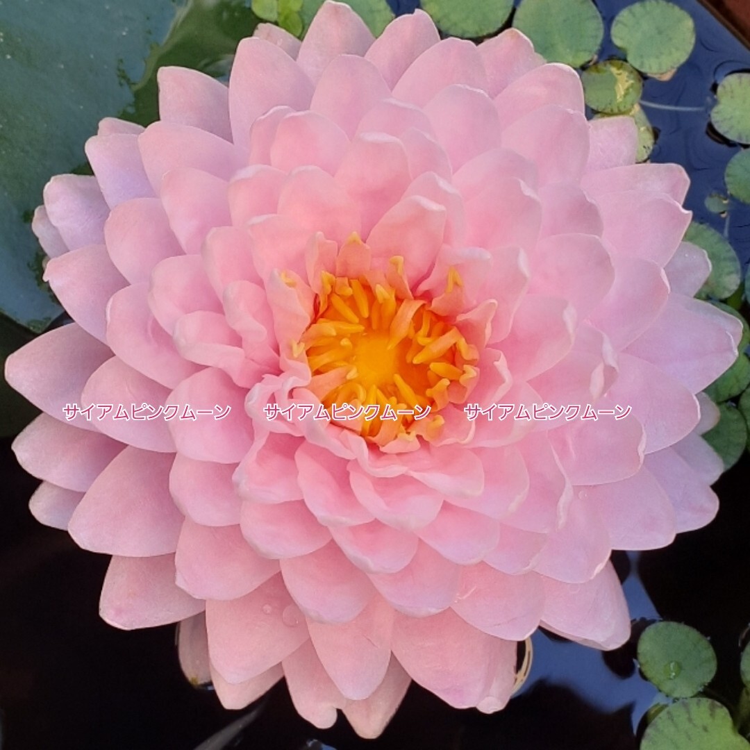 ☆ サイアムピンクムーン　耐寒性睡蓮　温帯睡蓮　スイレン　根茎　１苗_6