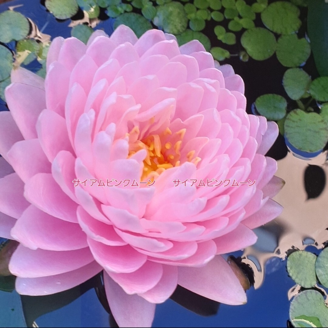 ☆ サイアムピンクムーン　耐寒性睡蓮　温帯睡蓮　スイレン　根茎　１苗_7