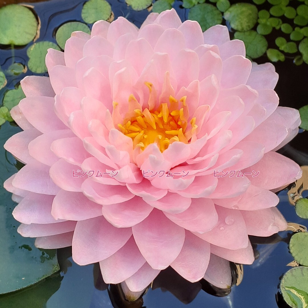 ☆ サイアムピンクムーン　耐寒性睡蓮　温帯睡蓮　スイレン　根茎　１苗_8