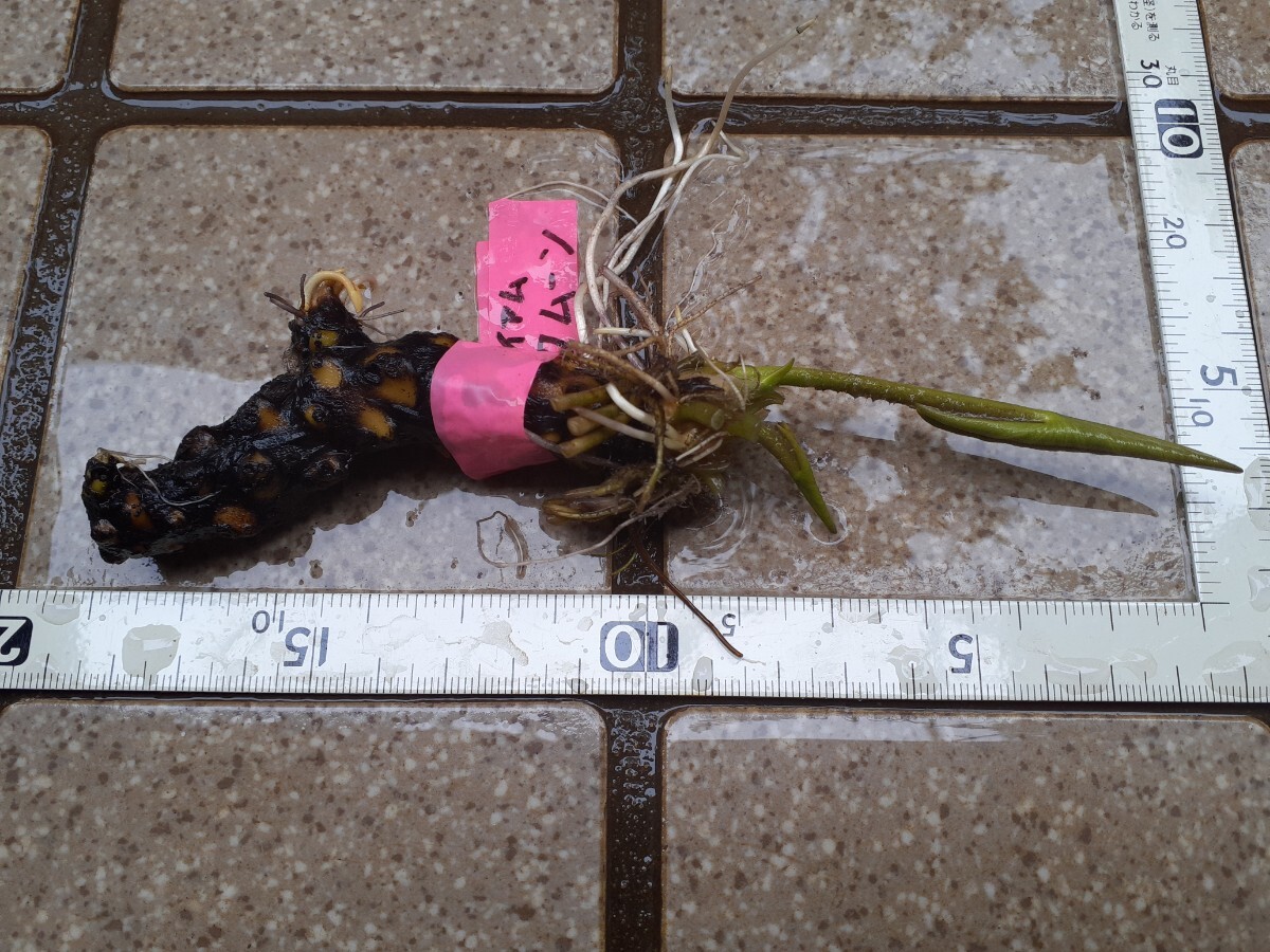 ☆ サイアムピンクムーン　耐寒性睡蓮　温帯睡蓮　スイレン　根茎　１苗_9