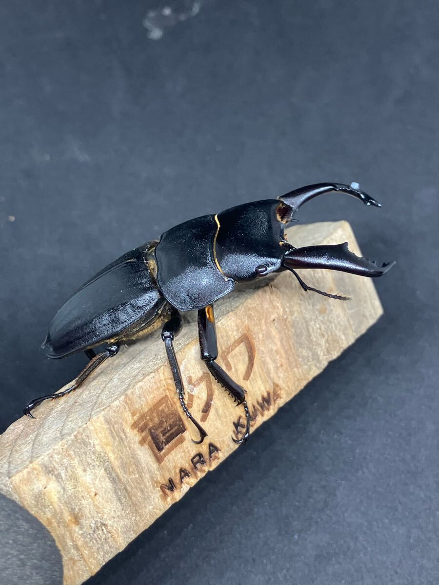 スジブトヒラタクワガタ　ペア！_2