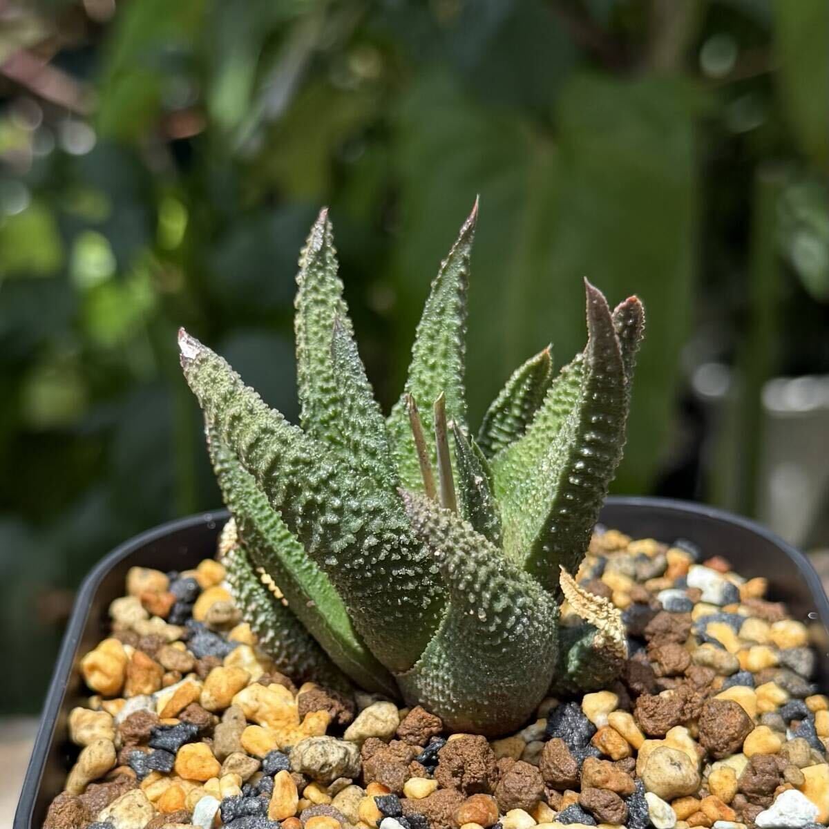 25−926）ハオルチア ハオルチオプシス 入江スカブラ(観葉植物