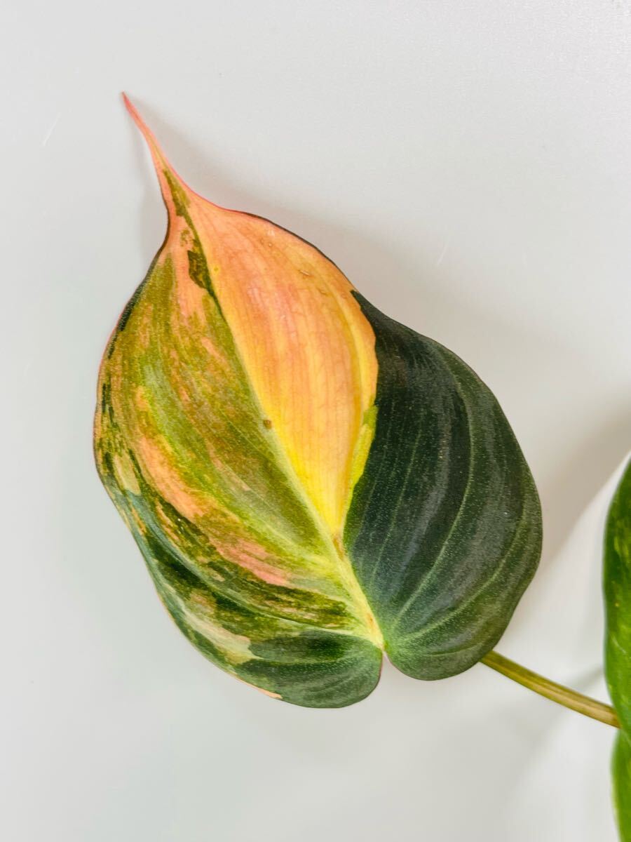 SK」フィロデンドロン・ミカンス ピンク 斑入り Philodendron micans