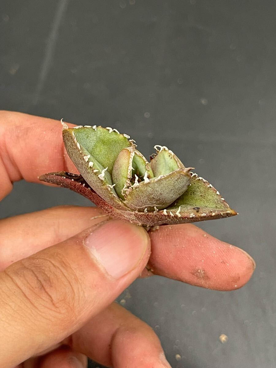 【尚意園藝】a68アガベ清桜 特選TC株_1