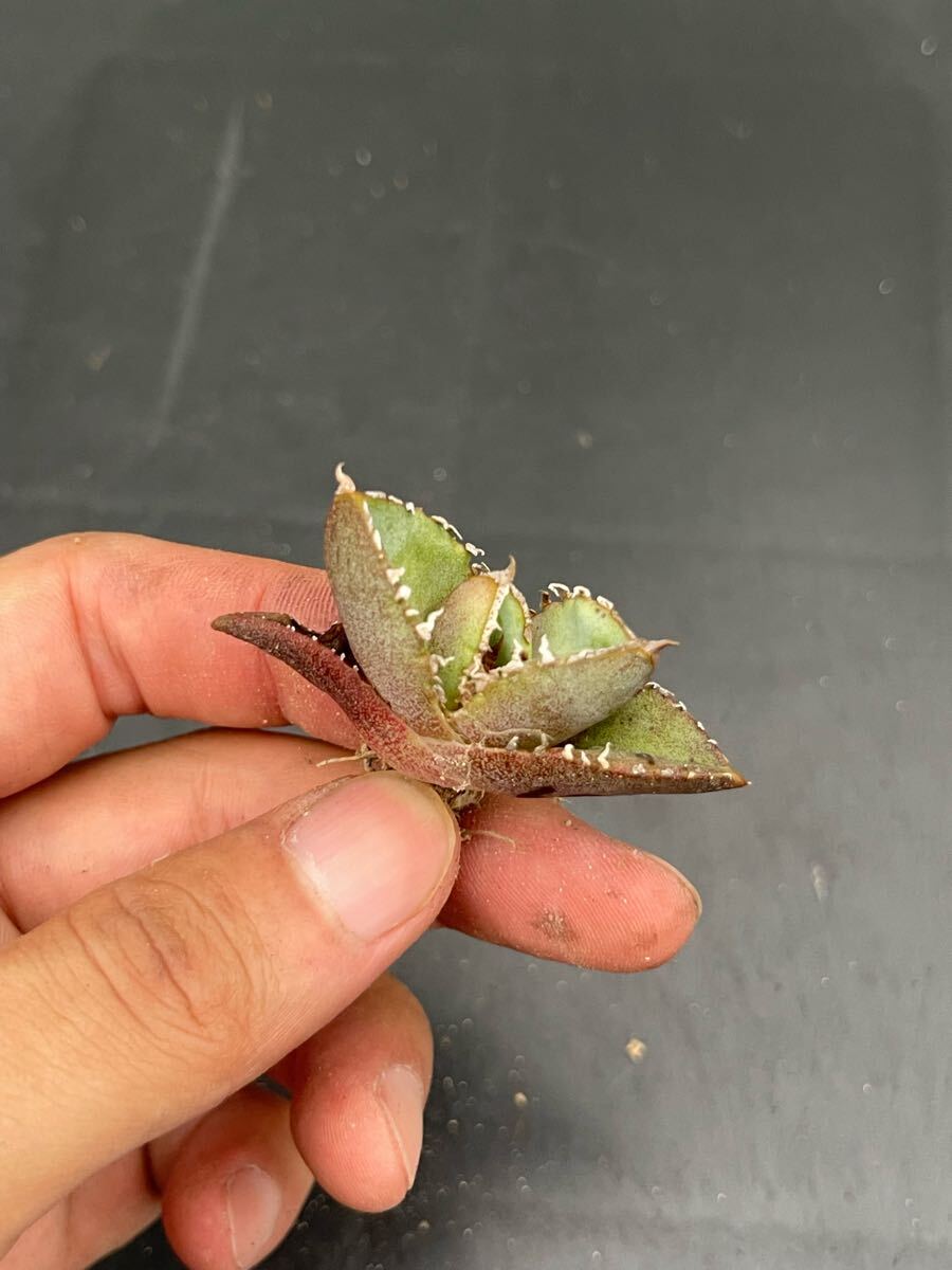 【尚意園藝】a68アガベ清桜 特選TC株_2