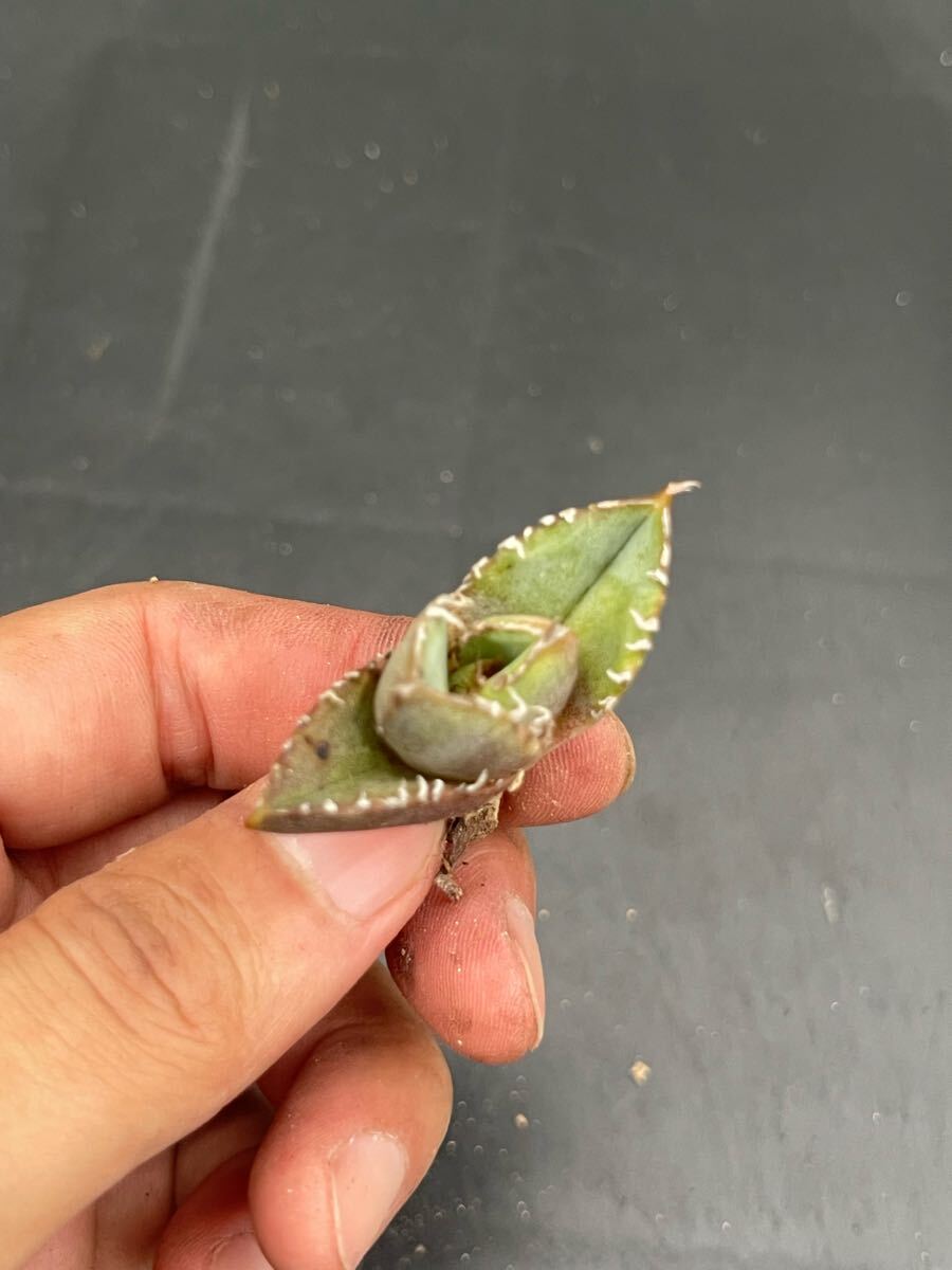 【尚意園藝】a68アガベ清桜 特選TC株_3