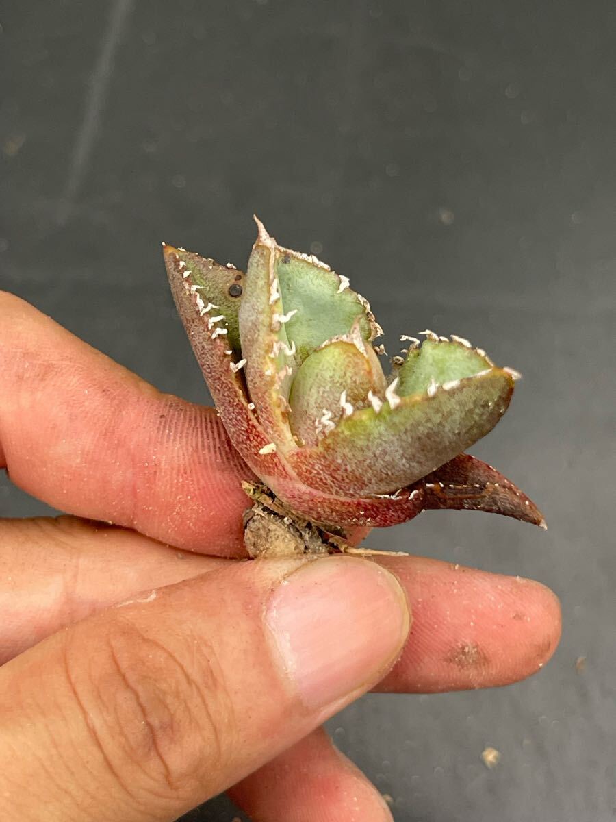 【尚意園藝】a68アガベ清桜 特選TC株_5