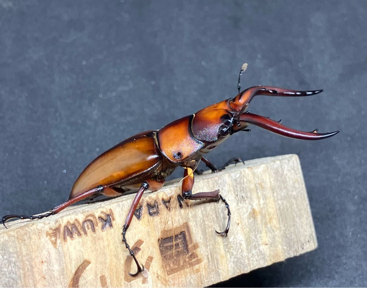 トカラノコギリクワガタ　ペア！_2