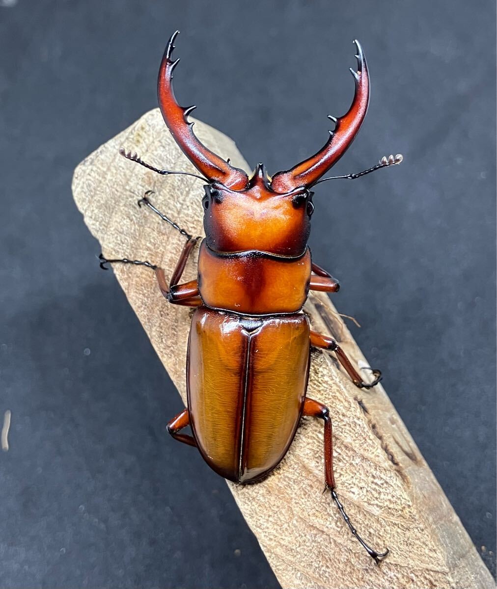 トカラノコギリクワガタ　ペア！_3