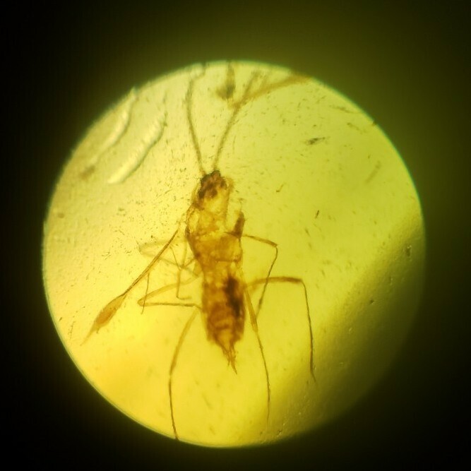 虫入り琥珀 ビルマ琥珀 ミャンマー産 コハク 白亜紀 昆虫 アンバー 標本 No.2_1