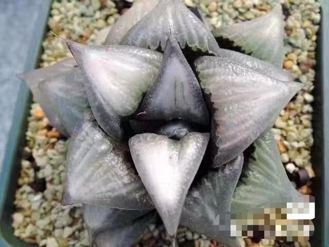 C72 多肉植物 ハオルチア ハオルシア ホワイトフェニックス錦 斑入り