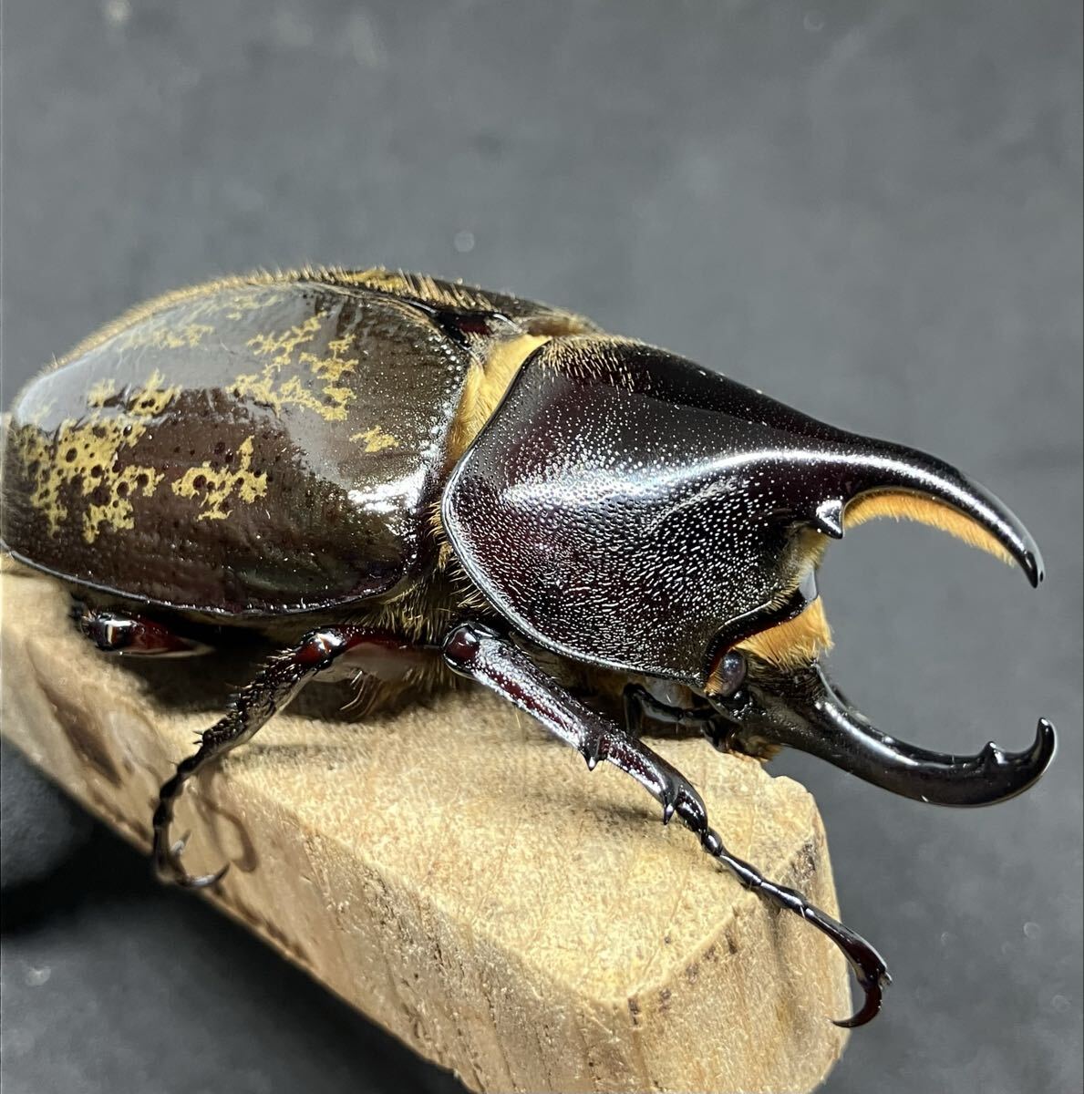 ヘラクレスレイディ【バウドリィ】ペア_2