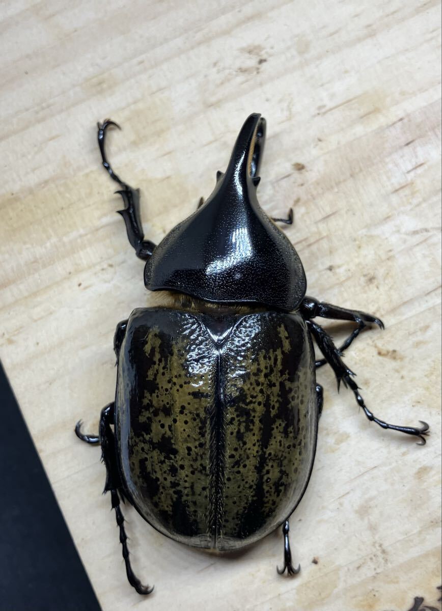 ヘラクレスレイディ【バウドリィ】ペア_4