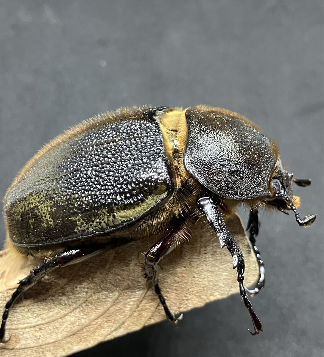 ヘラクレスレイディ【バウドリィ】ペア_6