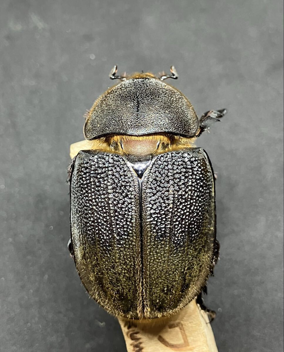 ヘラクレスレイディ【バウドリィ】ペア_7