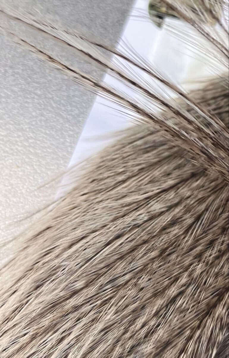 コックデレオン　ダークパルド　 Whitingコックハックル　ホワイティング_3